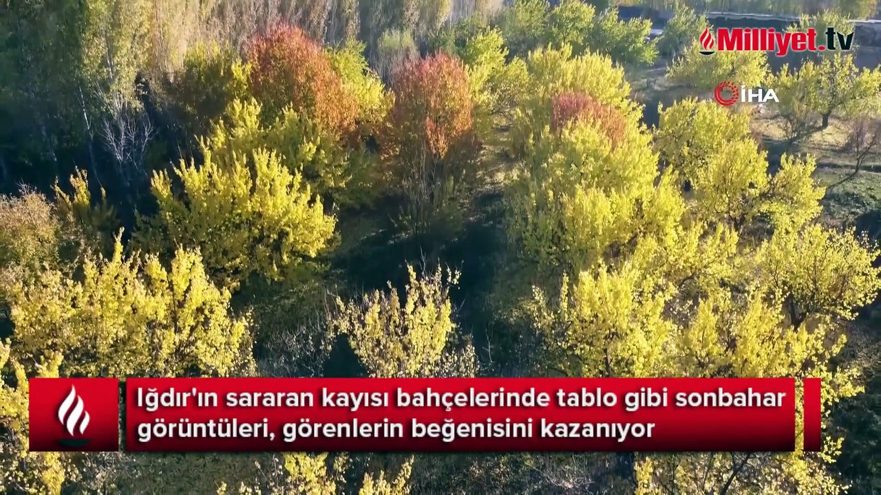 Iğdır'ın sararan kayısı bahçelerinde tablo gibi sonbahar görüntüleri