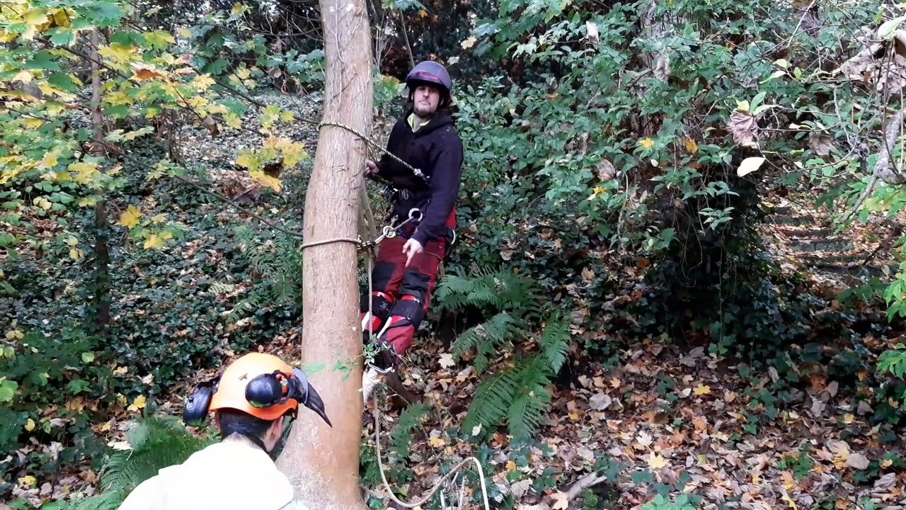 Edinburgh tree surgeon