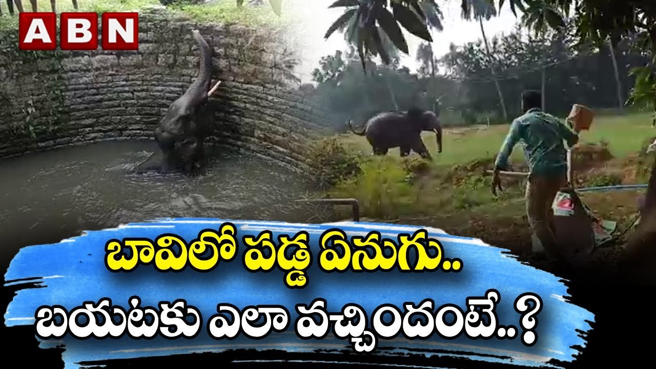 Elephant Rescues: బావిలో పడ్డ ఏనుగు.. బయటకు ఎలా వచ్చిందంటే..? || ABN Digital