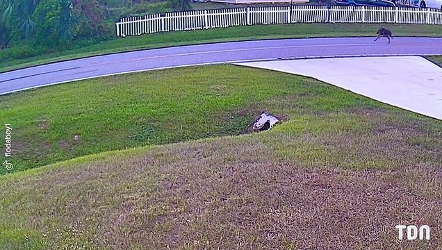 Un berger allemand protège un enfant d'un autre chien agressif en Floride