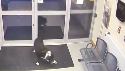 Moment lost dog hands herself into police station after going missing on walk