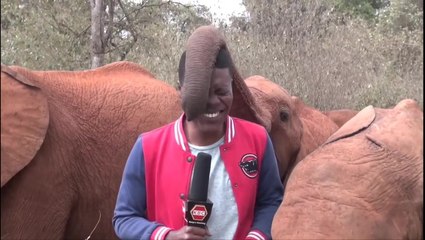 Baby elephant tickles Kenyan journalist’s nose with trunk during news report