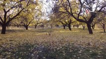 Iğdır'ın sararan kayısı bahçelerinde tablo gibi sonbahar görüntüleri