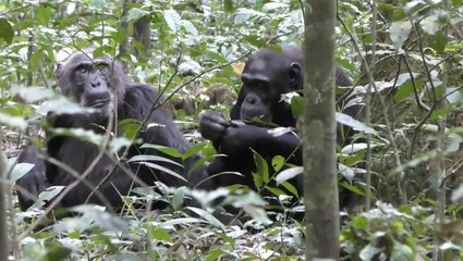 Wild chimpanzees ‘show off’ objects just for attention