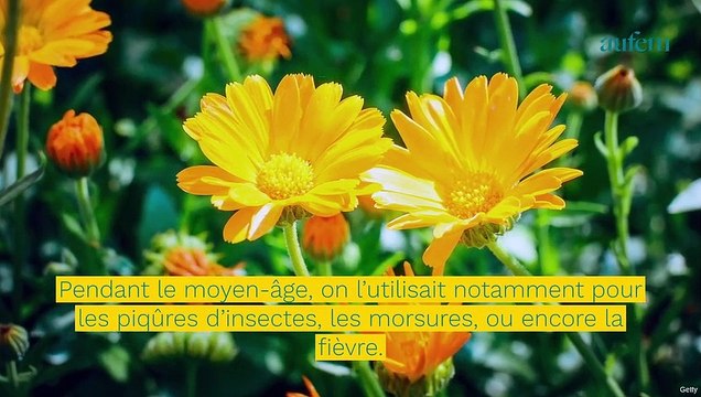 Le calendula : la plante aux bienfaits miraculeux pour la peau