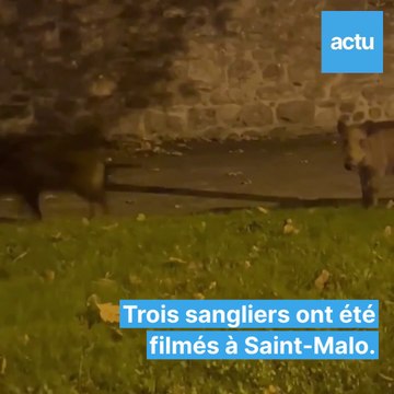 Trois sangliers en balade à Saint-Malo