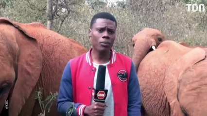 Un bébé éléphant interrompt un journaliste en plein direct (vidéo)