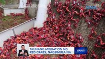 Taunang migration ng red crabs, nagsimula na | Saksi