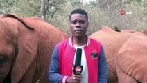Yavru filin muhabire yaptıkları viral oldu