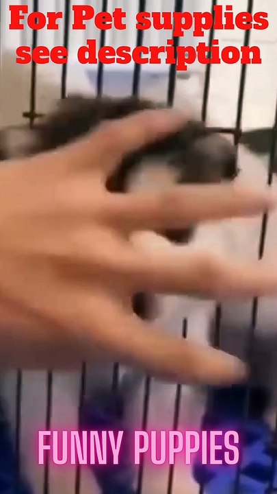  Funny Puppies  Cute Puppies  Cute Dogs  Smart Dogs #FeeltheReels