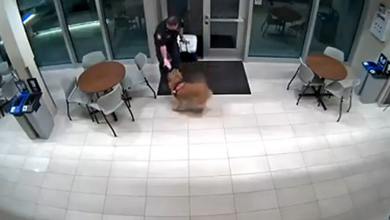 Clever dog lets firefighter back into station after getting locked out