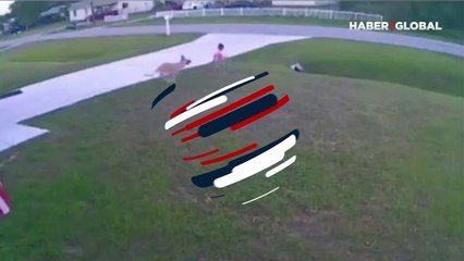 ABD’de köpeğin saldırdığı küçük çocuğu evin köpeği böyle kurtardı!