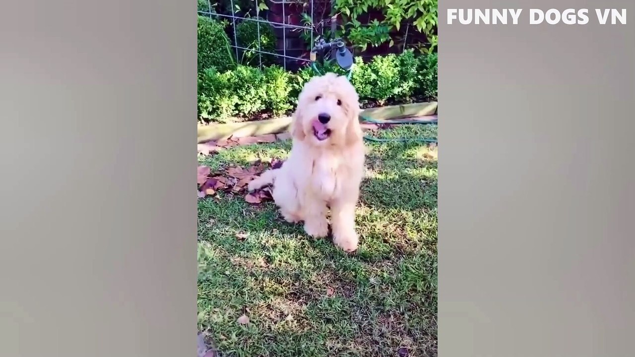 Funniest Animals Video  Funny Dogs And Cats  Try Not To Laugh Animals 2022_1080p (1)