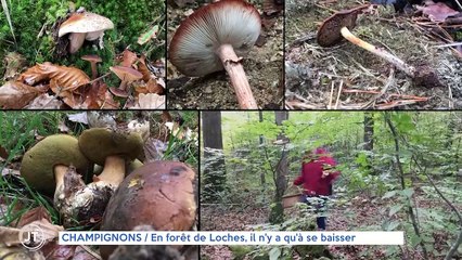 CHAMPIGNONS / En forêt de Loches, il n'y a qu'à se baisser