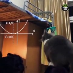 Cat's funny - this cat is hilarious