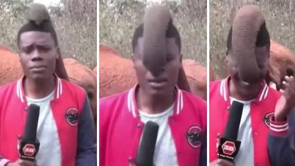 Sosyal medyada gündem oldu: "Muhabirin, yavru fil ile mücadelesi"