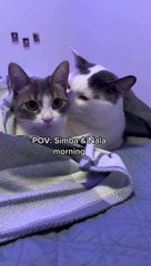 simba & nala in the morning