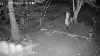 Leopard Attacks Dogs in India