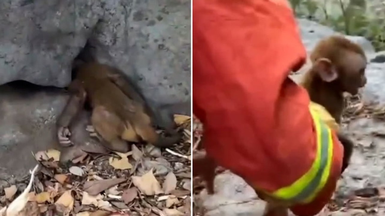 Baby monkey rescued by firefighters after getting head stuck between rocks