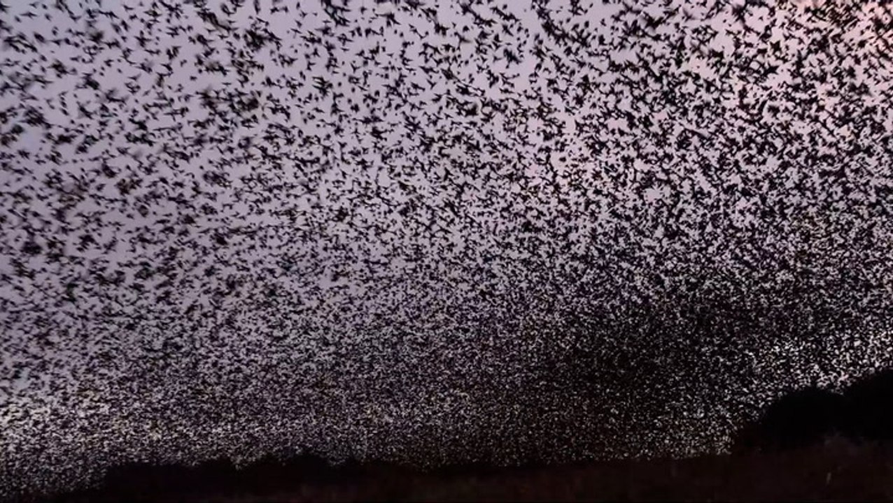 Thousands of starlings take to sky creating stunning spectacle in Somerset