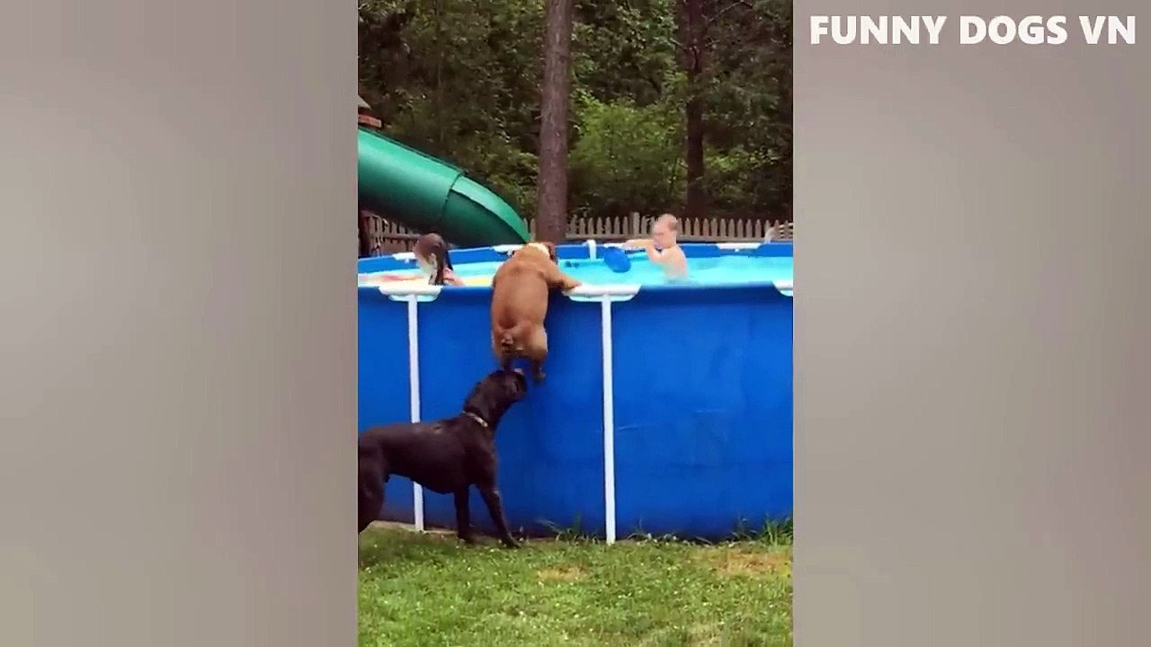 Funniest Animals Video - Funny Dogs And Cats - Try Not To Laugh Animals 2022 (1)