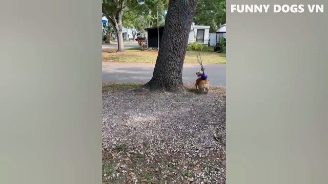 Funniest Animals Video - Funny Dogs And Cats - Try Not To Laugh Animals 2022