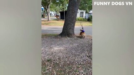 Funniest Animals Video - Funny Dogs And Cats - Try Not To Laugh Animals 2022