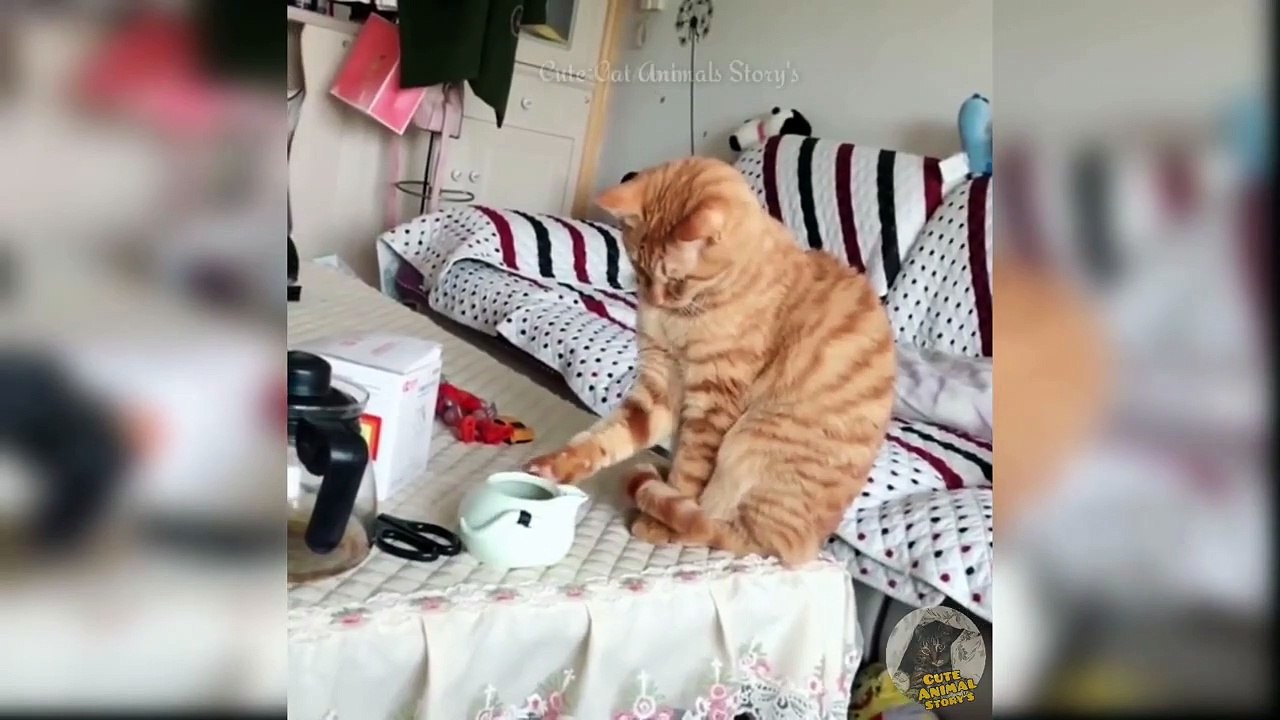 Don't try to contain your laughter while watching this amusing, cute cat video