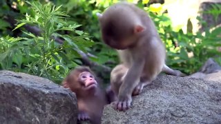 Monkey Wildlife - National Geographic Animal Documentary 2021