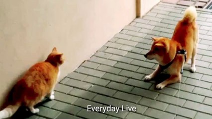 THE CAT AND DOG CRIED FIGHTING