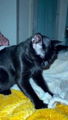 Black Cat Makes Biscuits in the Air