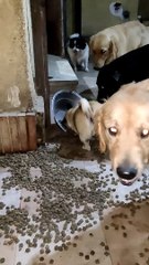 Delighted Doggo Rolls Around in Dry Food
