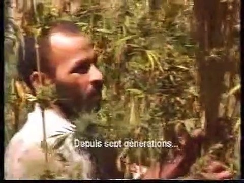 KIF KIF - La culture du Cannabis au Maroc