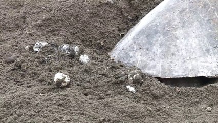 ext-huevos-de-tortuga-lora-151122