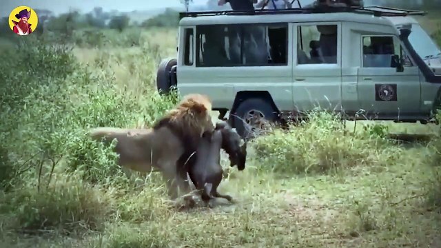 Top 45 Insane Moments When Lions Attacked And Killed Youngsters