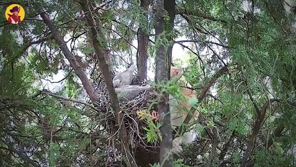 The Most Violent And Brutal Moments Of Animals Being Savage While Hunting