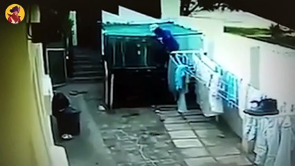 45 Animals Saving Humans