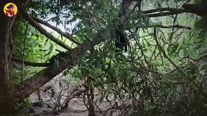 Top 45 Insane Hunting Moments When Komodo Dragons Were Extremely Brutal