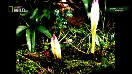 Built for the kill The killer Ambush National Geographic