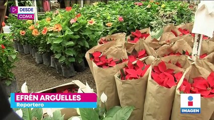Alistan la venta de flor de nochebuena en Xochimilco