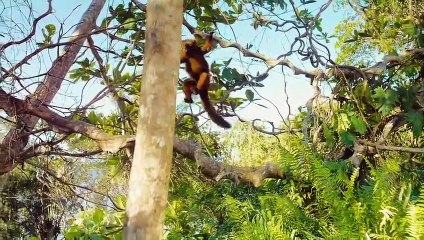 IMAX L'ile des lémuriens : Madagascar Bande-annonce (EN)