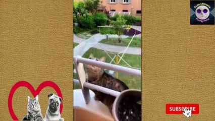 Funniest Animals Video | Funny Video Compilation | Funny Cat Videos | Funny animals life | PART 5