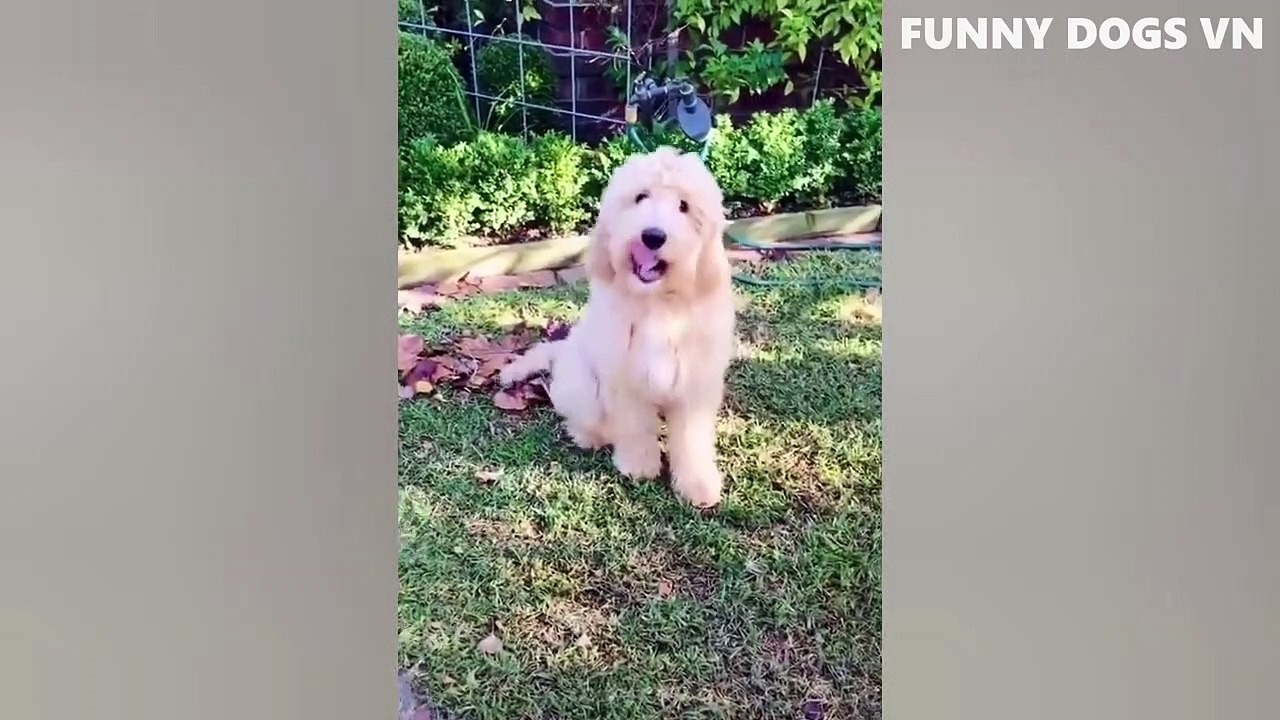 Animals That Will Make You Laugh Hardest - Funny Dogs And Cats 2022