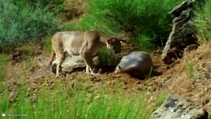 14 Deadly Moments When Predators Failed