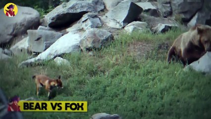 17 Merciless Moment Foxes Messed With The Wrong Opponent