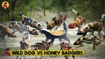 15 Brutal Moments When Wild Dogs And Hyenas Were Fierce And Rude