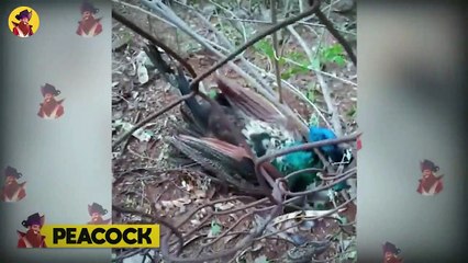 16 Animals That Get The Life Shocked Out Of Them Caught On Camera