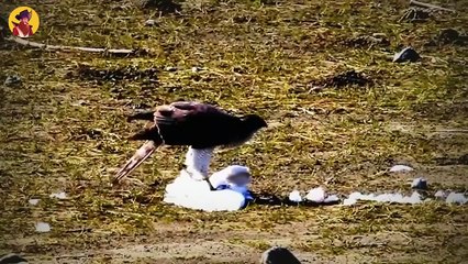 47 Birds Charging Mercilessly At Their Opponents With Reckless Abandon