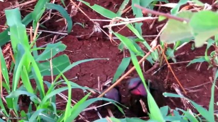 15 Most Powerful Animals In The World