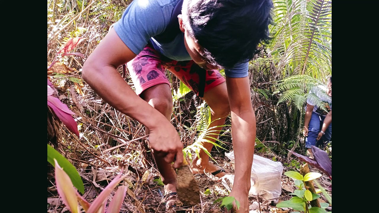 tree planting conc
